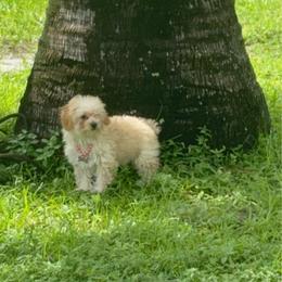 Angie Tiny - Cream female Poodle puppy in Florida from Puppies Forever 💙❤️🐶