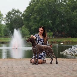 German Shorthaired Pointer All Grown Up from Twin Gabels GSPs