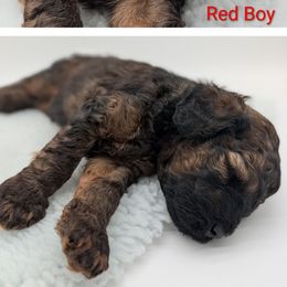 Red Boy - Wheaten male Whoodle puppy in Kalispell, Montana from Countryman Whoodles