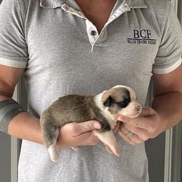 Maddy - Female 2 - Fawn female Pembroke Welsh Corgi puppy in Jefferson, South Carolina from Blue Creek Farms