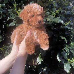 Lucy - Red  female Poodle puppy in Apex, North Carolina from Happy puppies