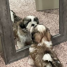 Shih Tzu Puppies from Willow Lane Shih Tzus
