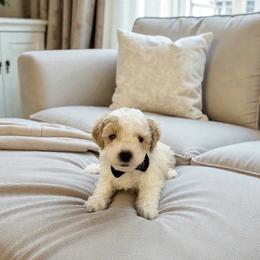 Polar - Parti male Maltipoo puppy in St. George, Utah from Winchester Hills Poodles and Doodles