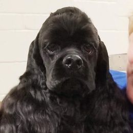 Pink  - Cocker Spaniel