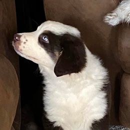 Australian Shepherds from Rigler Ranch Australian Shepherds