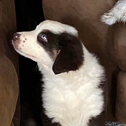 Australian Shepherds from Rigler Ranch Australian Shepherds