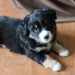 Willow - Black tri female Miniature Australian Shepherd puppy in Gretna, Virginia from Adams Acres Cattle Dogs