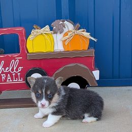 Dodge - Gray and white male American Corgi puppy in Lufkin, Texas from Texas Lil Cowdogs