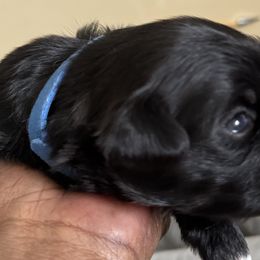 Maltese, Pomeranian, Shih Tzu, and Yorkshire Terrier Puppies from Gibbs Gorgeous Paws LLC