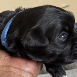 Maltese, Pomeranian, Shih Tzu, and Yorkshire Terrier Puppies from Gibbs Gorgeous Paws LLC