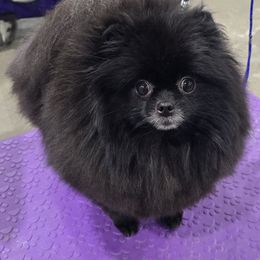 Sugar - Black female Pomeranian puppy in Rose Hill, Kansas from Layna's Pomeranians & Chihuahuas