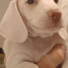 Prancer - Cream male Dachshund puppy in Pahrump, Nevada from Heaven Sent Doxies