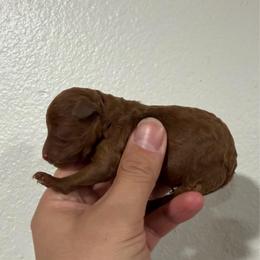 Red jr - Red  male Poodle puppy in Lancaster, California from Fancy Red Poodles
