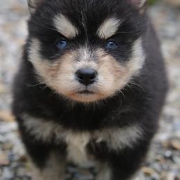 Rain - Black and white female Pomsky puppy in Junction City, Ohio from JC Pups