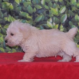 Miniature Schnauzer Puppies from Imperial Schnauzers