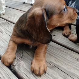 Dachshund All Grown Up from Paulassillydogs