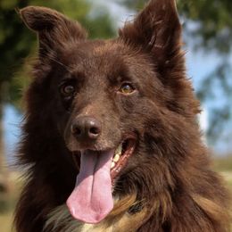Australian Shepherds from Cut'n Loose