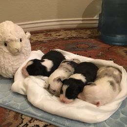 Border Collie Puppies from Jollypaws Border Collies