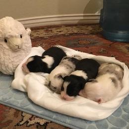 Border Collie Puppies from Jollypaws Border Collies