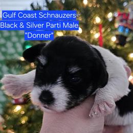Boy 2 - male Miniature Schnauzer puppy in Mobile, Alabama from Gulf Coast Schnauzers