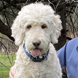 Goldendoodles from Grant Us Doodles / Grant Us Poodles