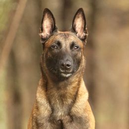 Kensi - Belgian Malinois