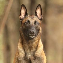 Kensi - Belgian Malinois