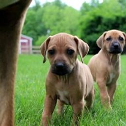 Rhodesian Ridgeback Puppies from Lyonnese Rhodesian Ridgebacks