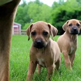 Rhodesian Ridgeback Puppies from Lyonnese Rhodesian Ridgebacks