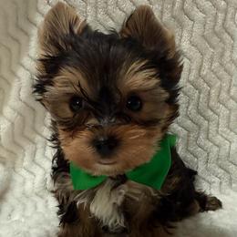 Mr Geo - Black and tan male Yorkshire Terrier puppy in Lexington, North Carolina from Silver Valley Yorkies