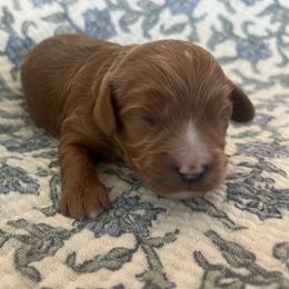 Howie - Red male Cavapoo puppy in Glendale, Arizona from Dashing Dogs