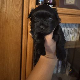 Blue Boy - Black male Shorkie puppy in San Tan Valley, Arizona from Great Mates
