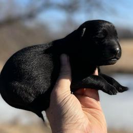 Tasko - Black male German Shepherd puppy in Milan, Illinois from Stonewick German Shepherds