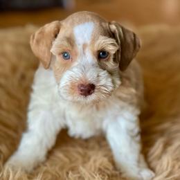 Red Parti - Wheaten male Miniature Schnauzer puppy in Calhoun, Georgia from The BrickHouse Miniature Schnauzers