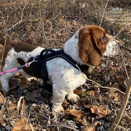 Benny - Basset Hound