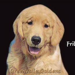 Girl 2 - Golden Retriever puppy in Washington from Green Valley Goldens