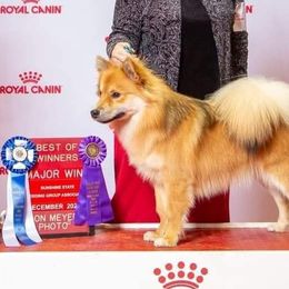 Clarice - Finnish Lapphund