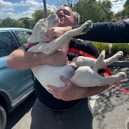Comet Boy red - Yellow Labrador Retriever puppy in Live Oak, California from Blanco Labradors