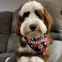 Jax - Australian Labradoodle