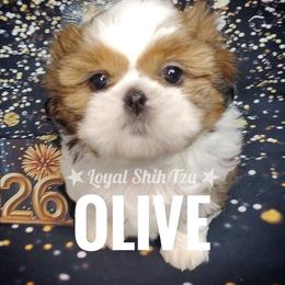 Zoey - Red and white female Shih Tzu puppy in Peoria, Arizona from Loyal Shih Tzu