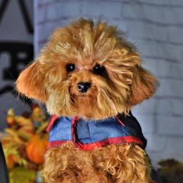 Percy - Poodle