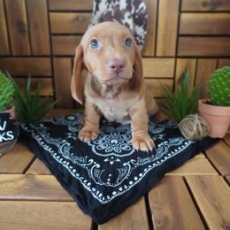 Bud - AKC - Red male Dachshund puppy in Miami, Florida from Oscar's Dachshunds