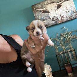 Tulip - Red female Pembroke Welsh Corgi puppy in Chino Valley, Arizona from Blecker Kennel