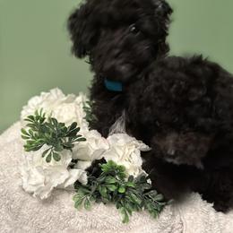 Poodle All Grown Up from Parti-Pawz