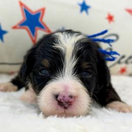 Mr. Coconut - Tri-color male Bernedoodle puppy in Hegins, Pennsylvania from Bubbling Springs Doodles, LLC