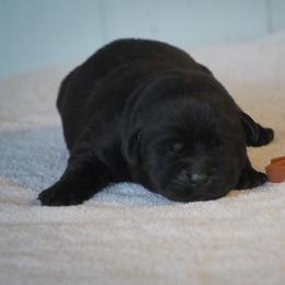 Nutmeg - Black male Labrador Retriever puppy in Ridgecrest, California from Black Mountain Service Dogs