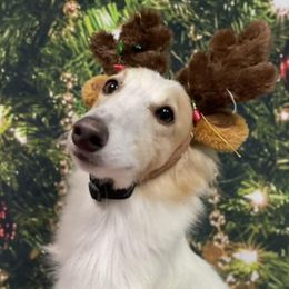 Poodles and Silken Windhounds from The Texas Haven Hounds