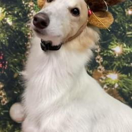 Poodles and Silken Windhounds from The Texas Haven Hounds
