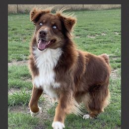 Presley - Miniature Australian Shepherd