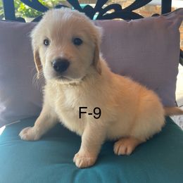 White - Light golden female Golden Retriever puppy in Coppell, Texas from Emily Goetting